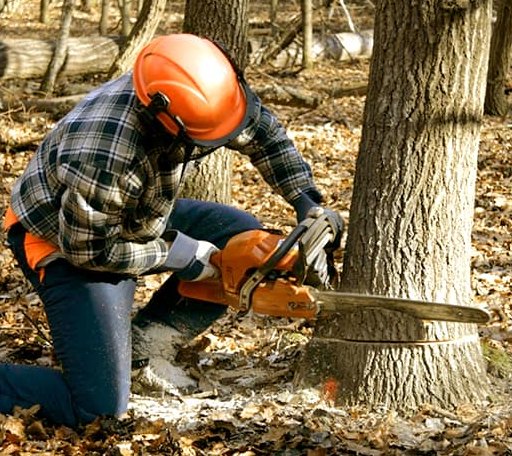 Tree Removal in Effort, PA